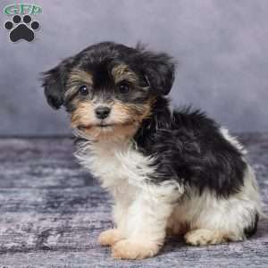 Cally, Havachon Puppy
